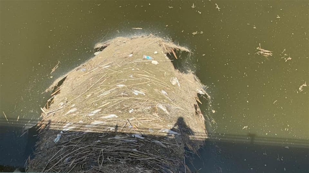 كارثة تضرب الأسماك في الديوانية