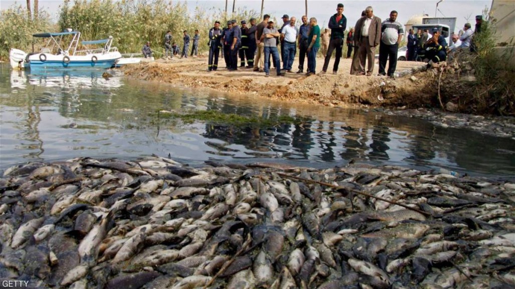 نفوق الأسماك في واسط.. الموارد تحدد عبر السومرية الجهة التي رمت "السموم" في المصب العام