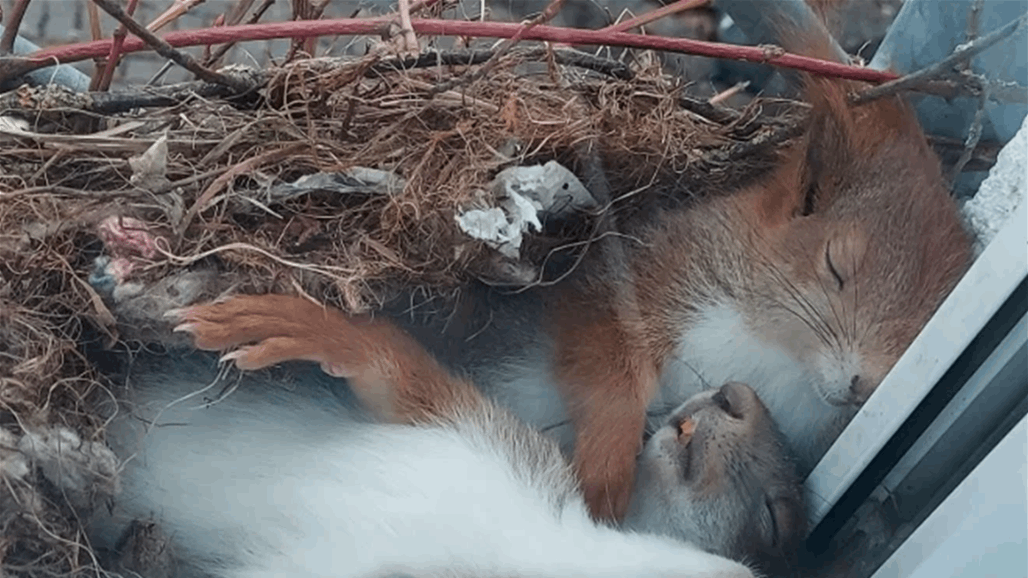 صورة رائعة لعائلة من السناجب تأخذ قيلولة تحت النافذة!