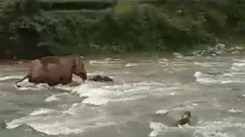 فيديو يجسد عظمة الأمومة في عالم الحيوان