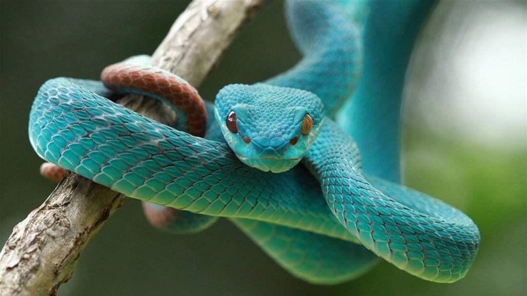 لدغة أفعى توقع امرأة بمشكلة مع الشرطة