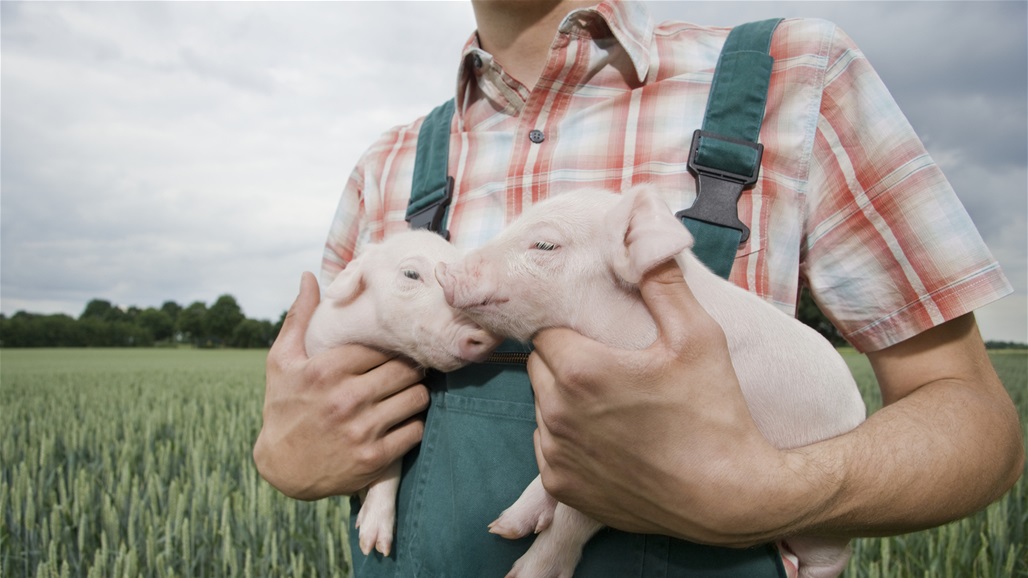 "جائحة خفية".. علماء يحذرون من فيروس ينتقل من الخنازير للبشر