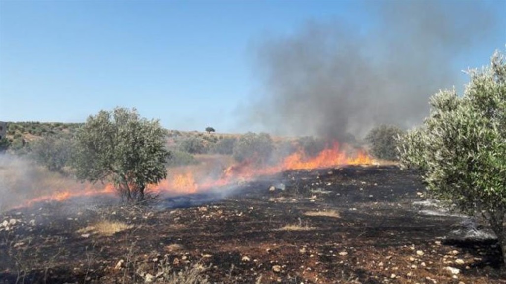 مستوطنون يحرقون 150 دونما من الاشجار في بيت لحم