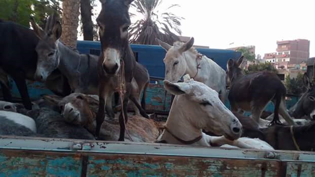 ضبط شاحنة محملة بـ"الحمير" متجهة صوب بغداد