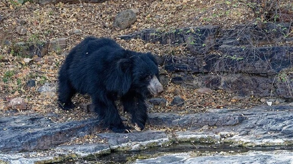 خلال 24 ساعة.. دب يقتل ثلاثة أشخاص في الهند