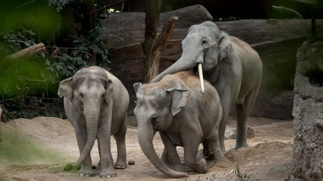 فيروس "قاتل" يحصد ثلاثة فيلة مهددة بالانقراض