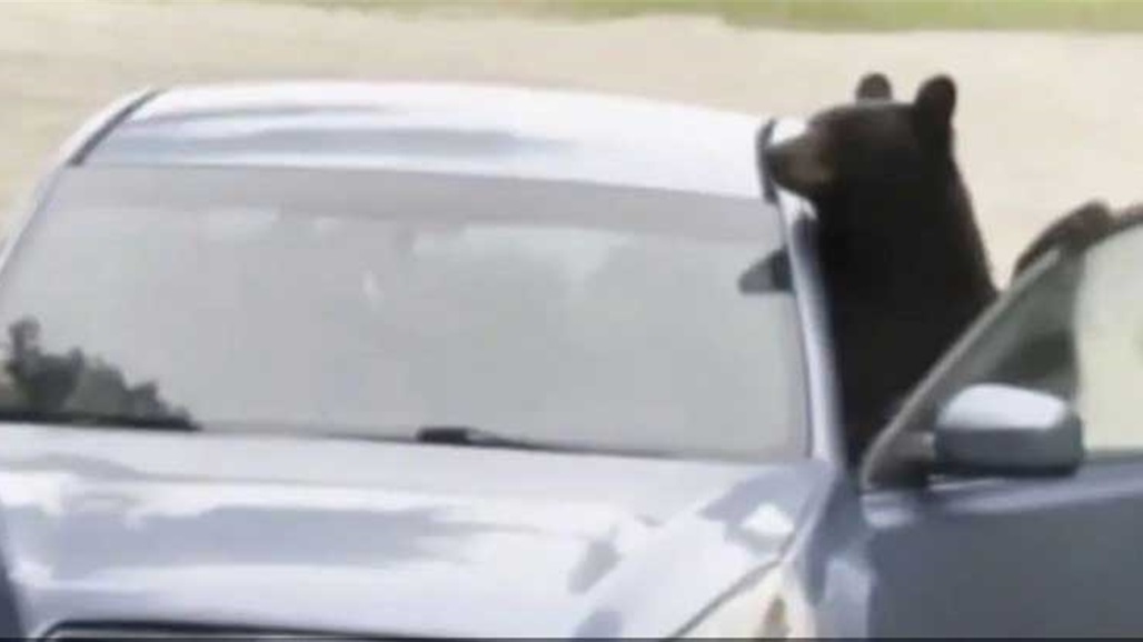 دب يحدث كارثة داخل سيارة بعد ما ظل محتجز 8 ساعات (فيديو)