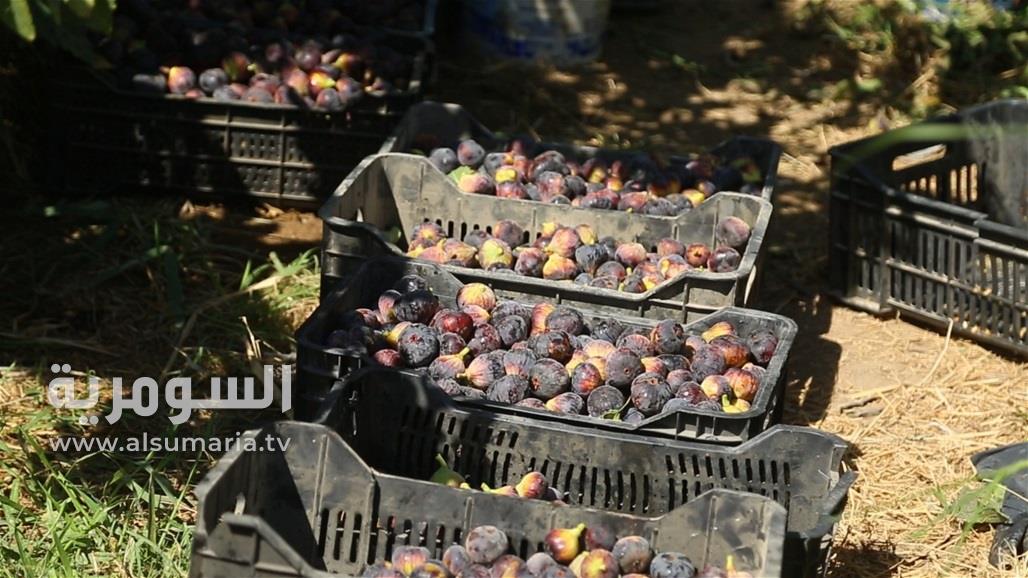 زراعة العراق تواصل الاحتضار.. دعم غائب ومخاطر تنذر بكارثة (صور)