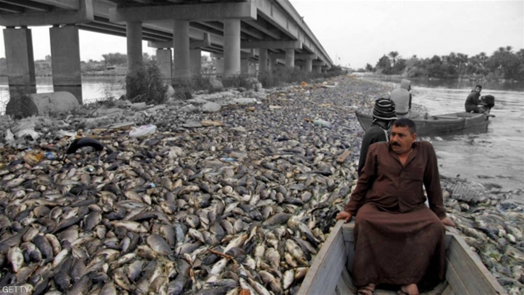 نفوق الأسماك يهدد الثروة الحيوانية.. كوارث بيئية وآثار اقتصادية "موجعة" 