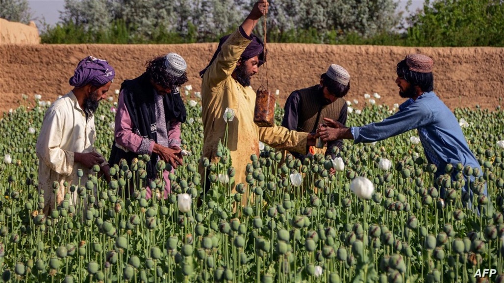 روسيا تتهم الغرب باعاقة وقف إنتاج المخدرات في أفغانستان