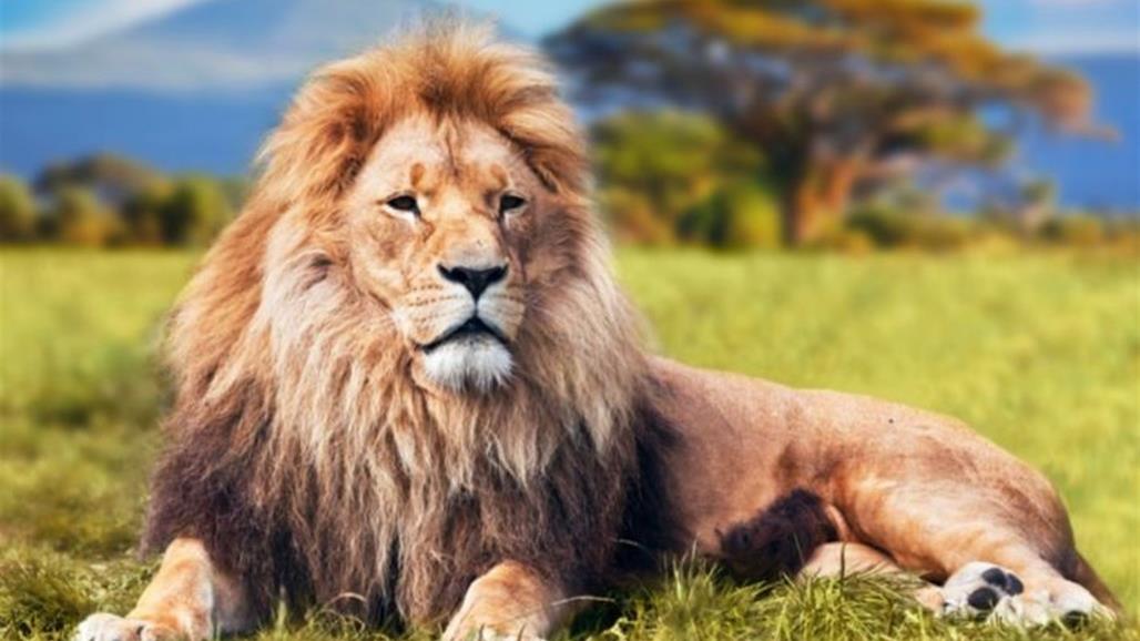 دفاعا عن شبله.. أسد يقتل رجلا ويلتهمه