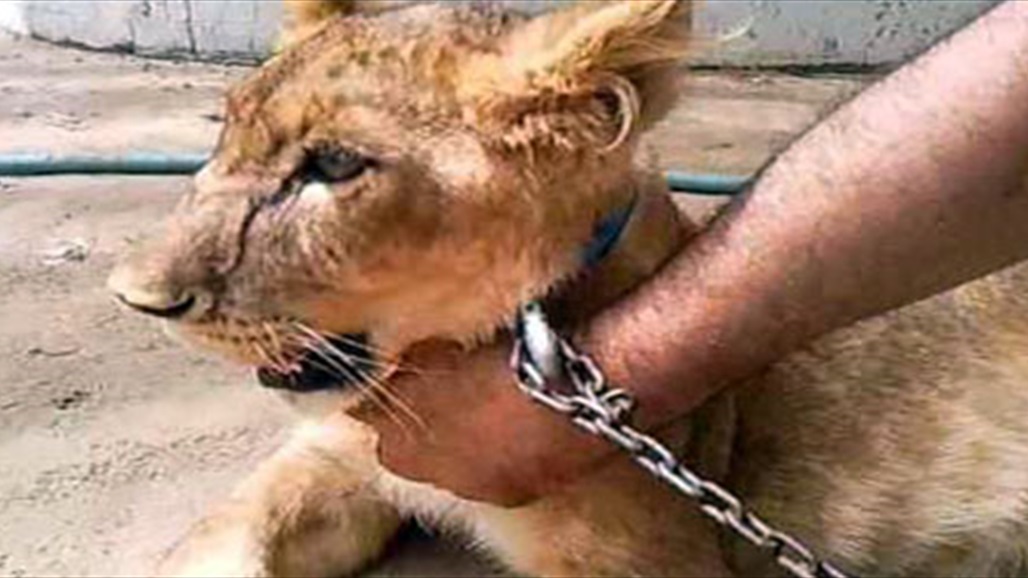 شرطة بغداد تصدر توجيها يخص اقتناء الحيوانات المفترسة