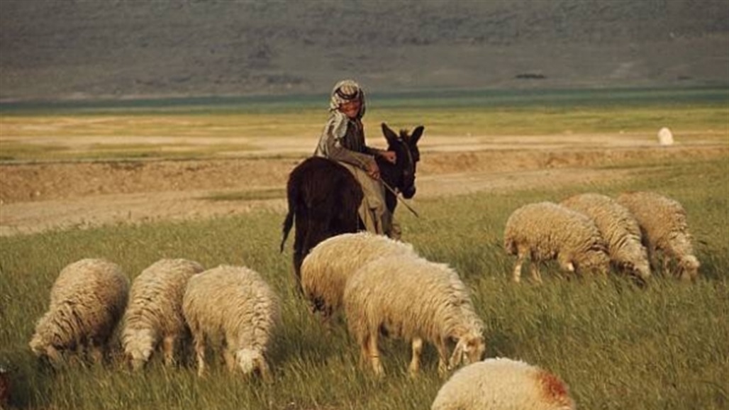 قصة غريبة.. راعي أغنام يتحول إلى مليونير!