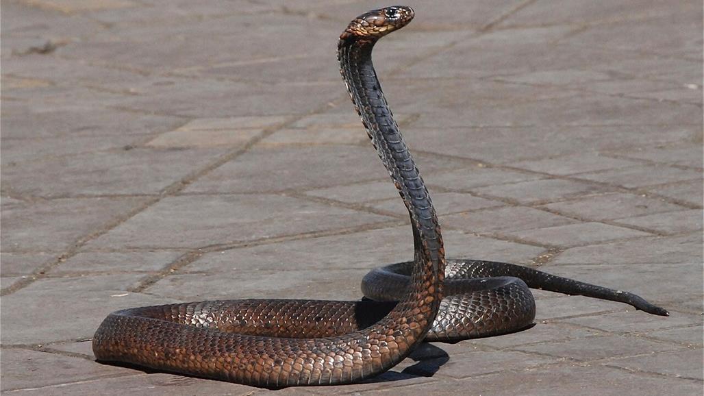 إغلاق شارع في أمريكا و الأولوية فيه للثعابين