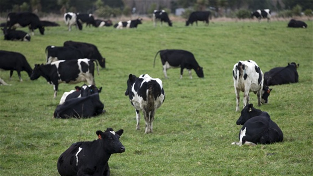 الأولى في العالم.. نيوزيلندا تفرض ضرائب على الغازات التي تطلقها الحيوانات