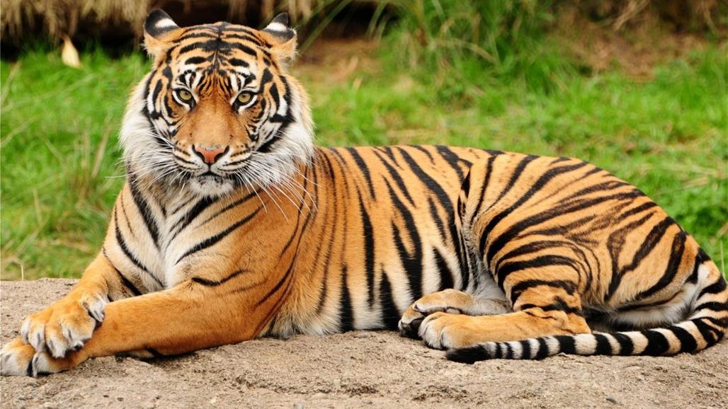 بعد تسببه بقتل 13 شخصًا في الهند.. نمر بقبضة الشرطة