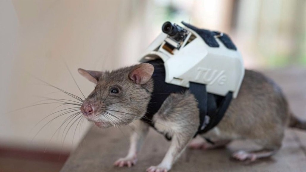 من أجل انقاذ حياة البشر.. الفئران في "مهمة نبيلة"