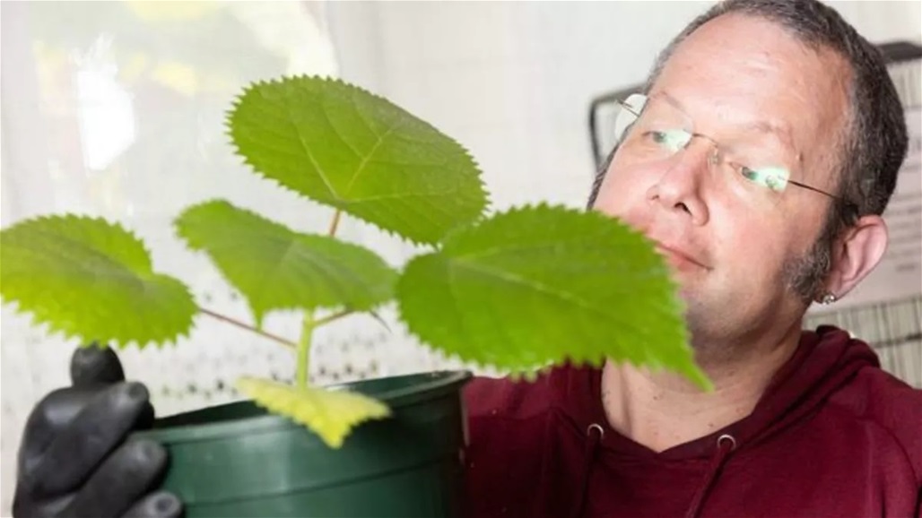 للتغلب على الملل.. بريطاني يزرع أخطر نبات في العالم (صور)