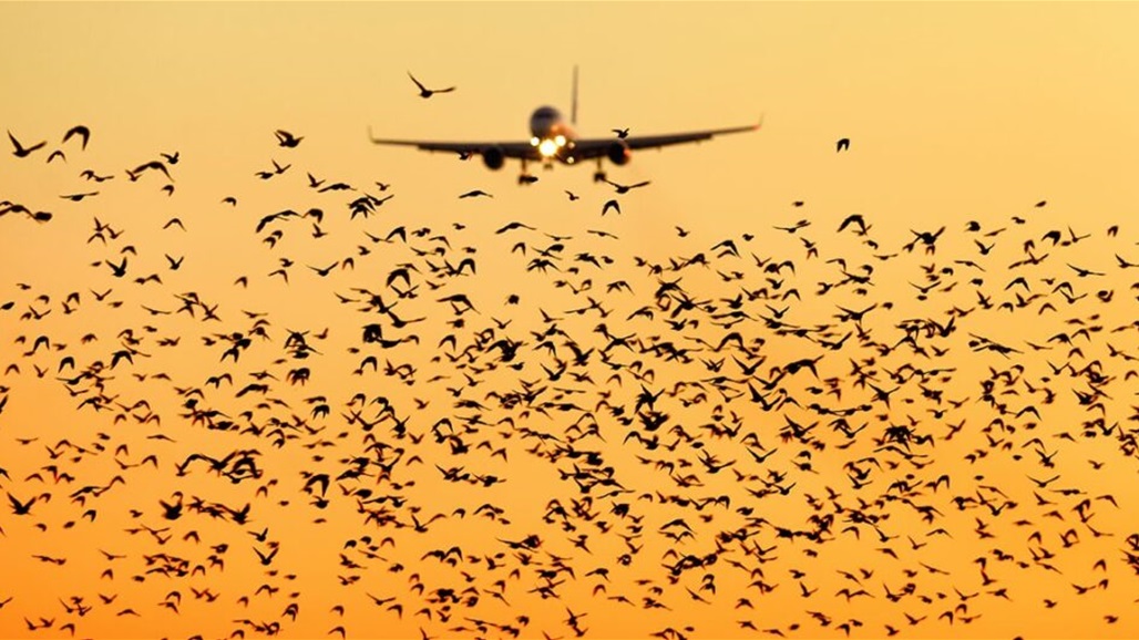 سرب من الطيور المهاجرة يعيق رحلة طيران لساعات