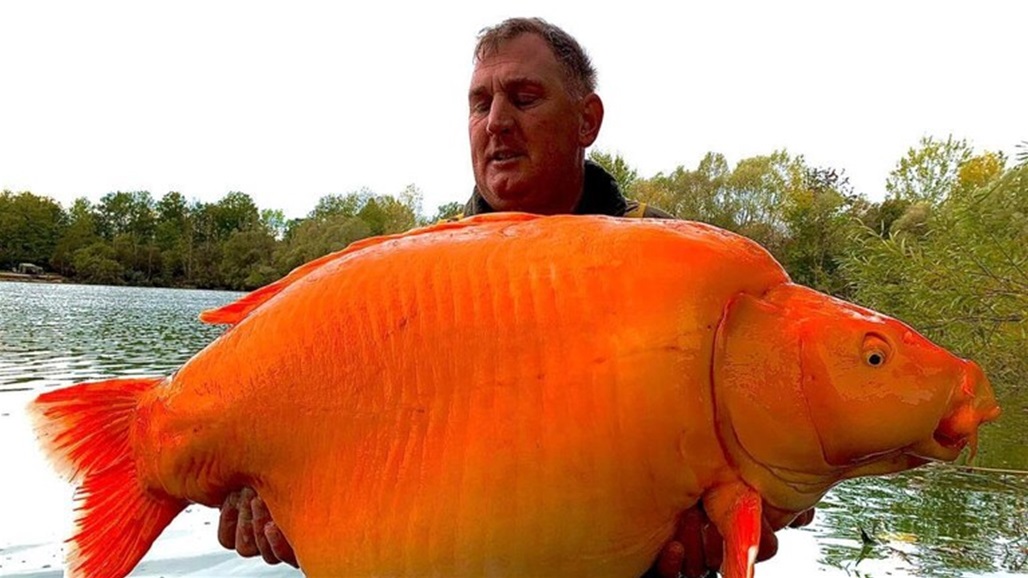 تزن 30 كيلو.. صياد بريطاني يصطاد سمكة برتقالية