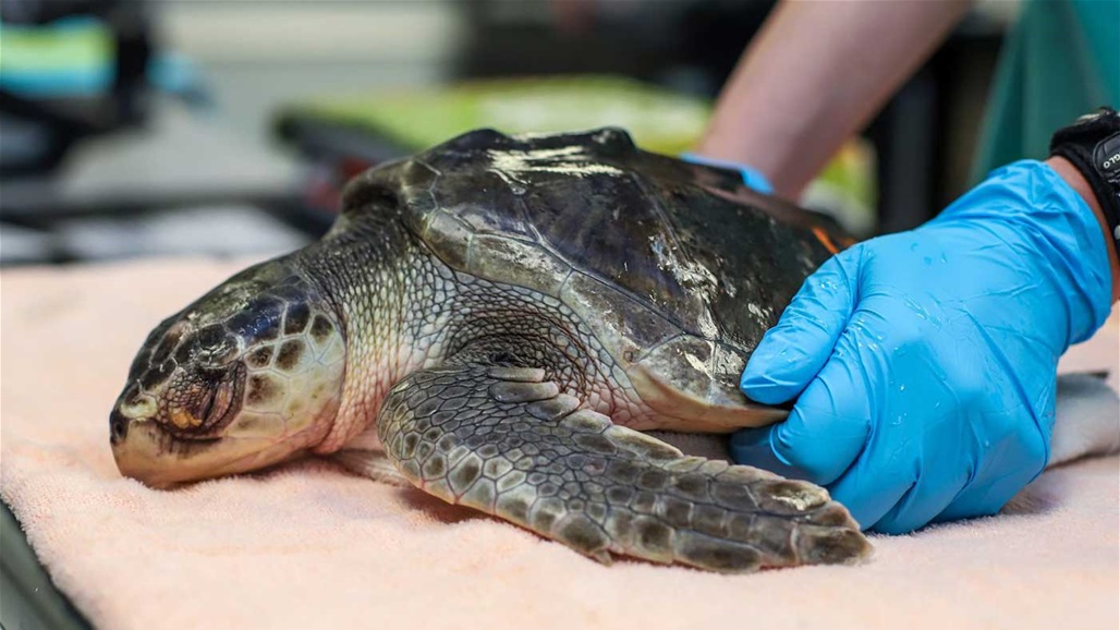 إنقاذ أكثر من 150 سلحفاة بحرية مهددة بالانقراض