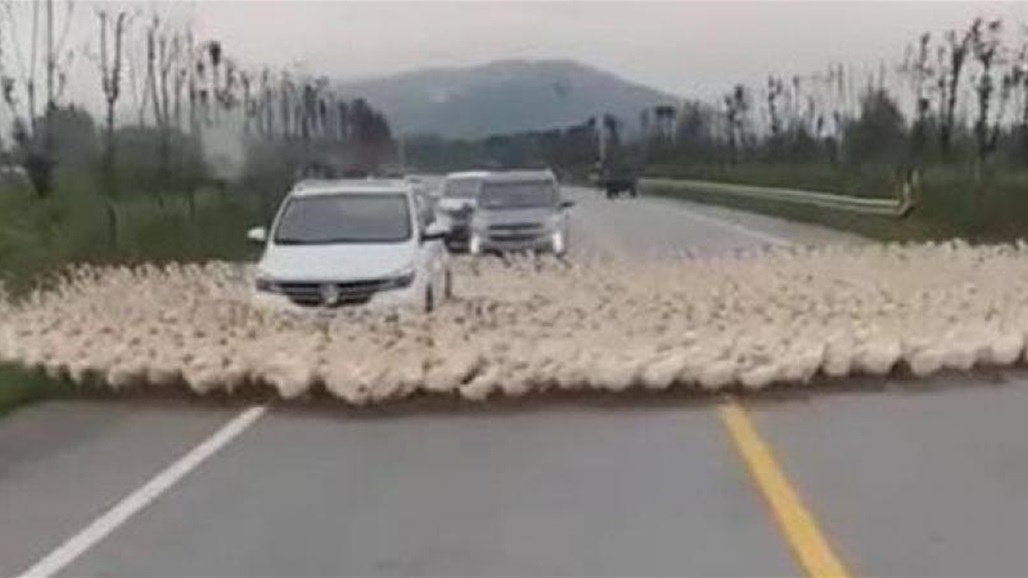 بعد ظاهرة الأغنام في الصين.. بط يسير في شكل دائري (فيديو)