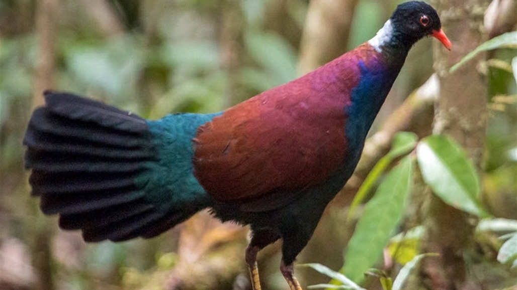 بعد اختفائه 140 عاما.. ظهور طائر نادر في إفريقيا