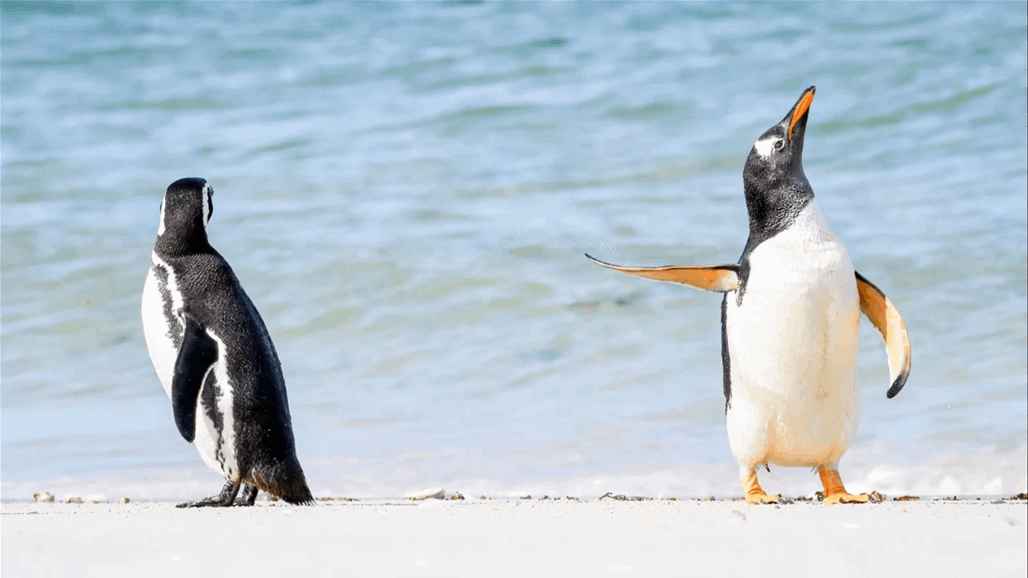 لقطات مدهشة في مسابقة جائزة كوميديا الحياة البرية 2022 