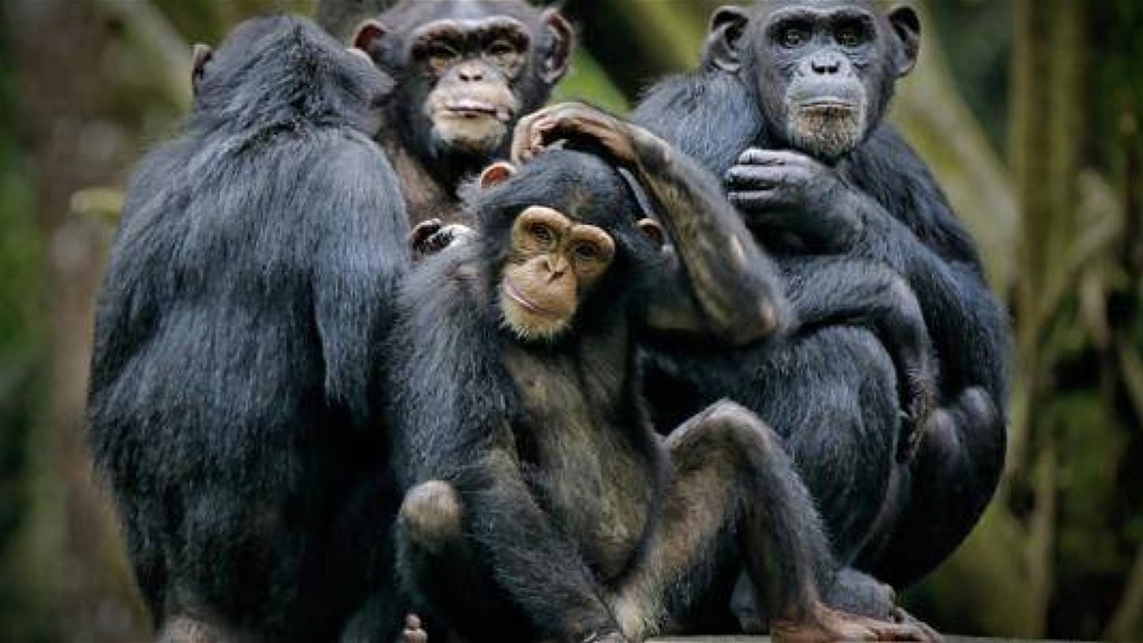 بسبب هروبها.. حديقة حيوانات سويدية تقتل قرود شبمانزي