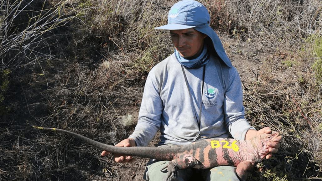 لأول مرة منذ عقود.. رصد زاحف مهدد بالانقراض