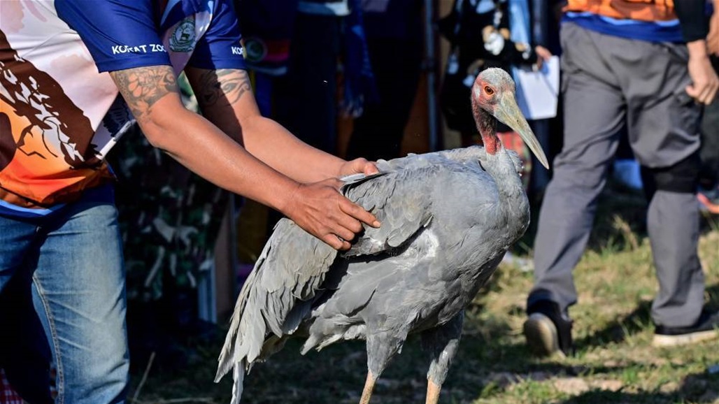 إعادة طيور مهددة بالانقراض إلى الطبيعة في تايلاند