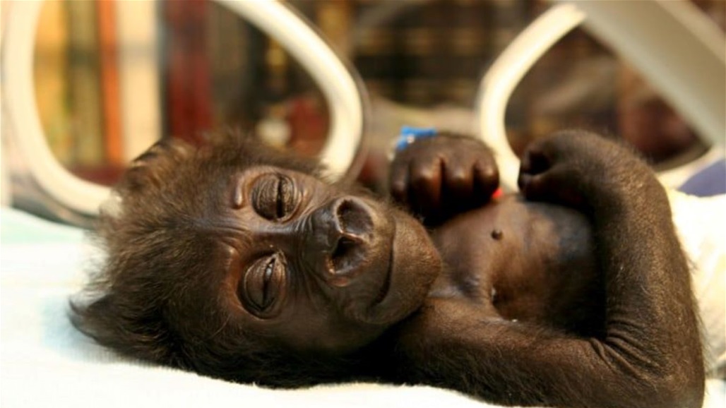 بعد تخلي أمها عنها.. حديقة حيوان ألمانية تنهي حياة غوريلا صغيرة