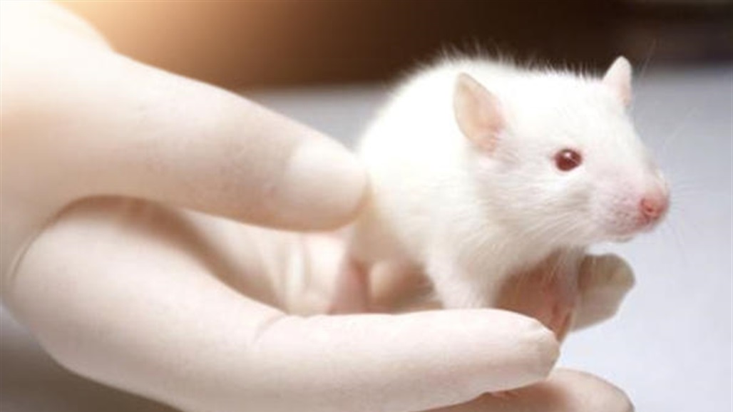 دراسة تكشف سبب اختيار "الفئران والجرذان" لإجراء التجارب العلمية