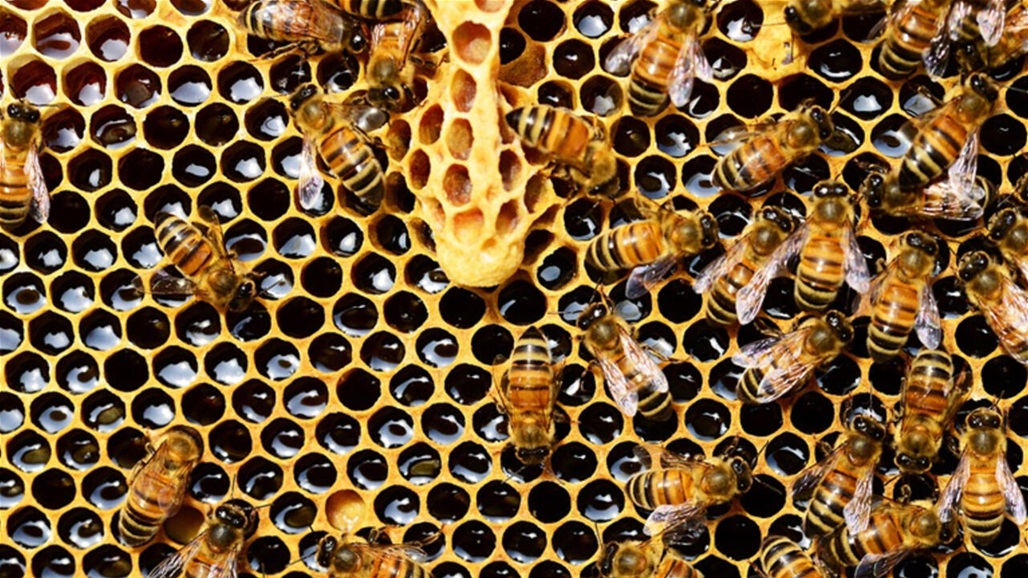 لحماية النحل.. واشنطن تمنح ترخيصاً لأعتماد أول لقاح بالعالم