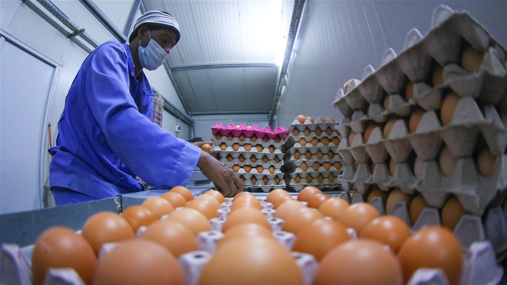 وزير الزراعة يسمح بنقل بيض المائدة من كردستان للمحافظات الأخرى