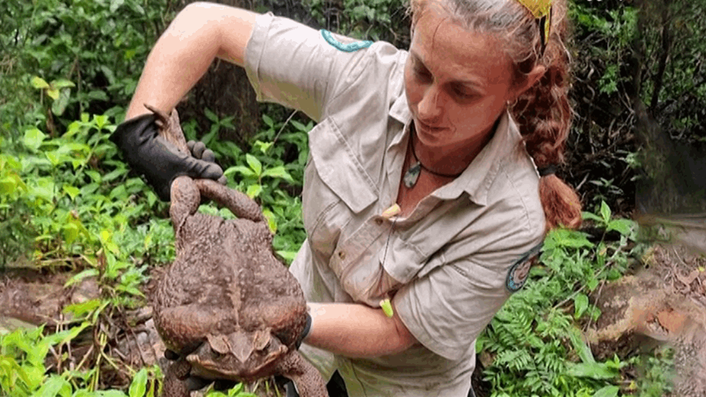 اكتشاف ضفدع "عملاق" (صور)