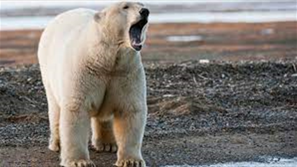 دب قطبي يقتل ام وطفلها في ألاسكا