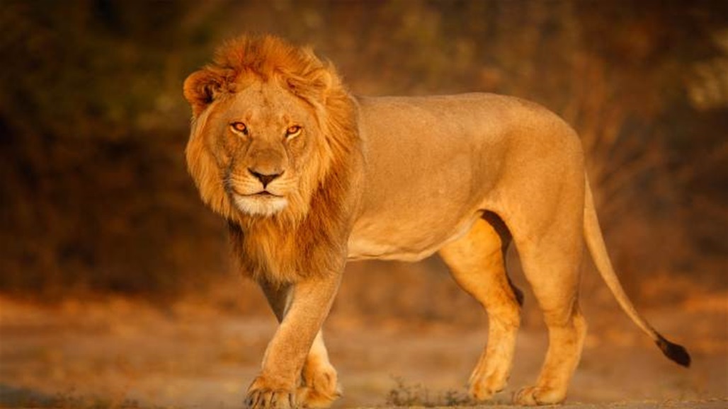 عملية تعقيم لأسد تثير الغضب في كينيا