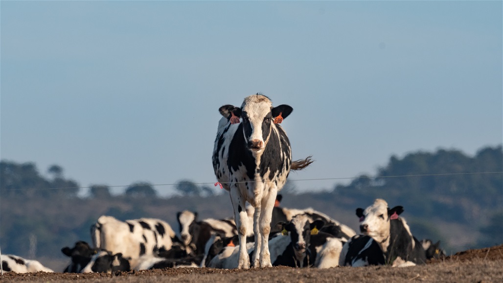 بسبب "الحمى القلاعية".. السلطات الاردنية تغلق اسواق المواشي لمدة 14 يوما 