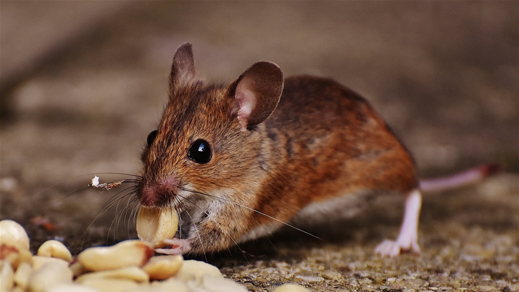 الفأرة "سيما" تحقق لقب الأطول عمراً