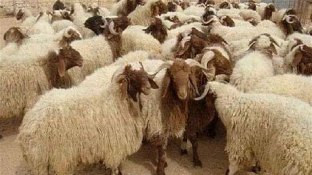 لهذا السبب.. دعوة لإلغاء عيد الأضحى في تونس