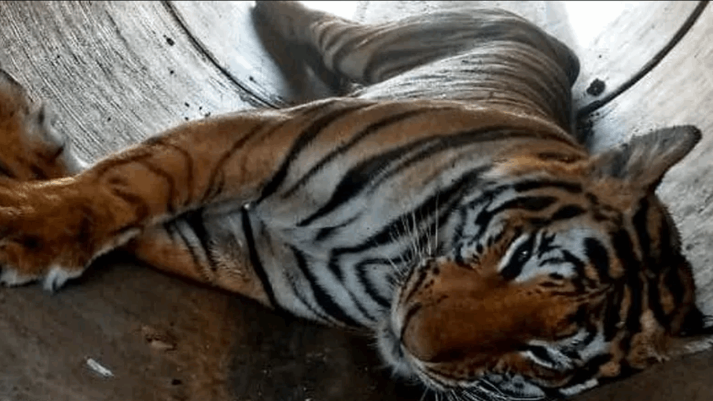 خلال ساعات.. نمر يقتل جد وحفيدته في الهند (فيديو)