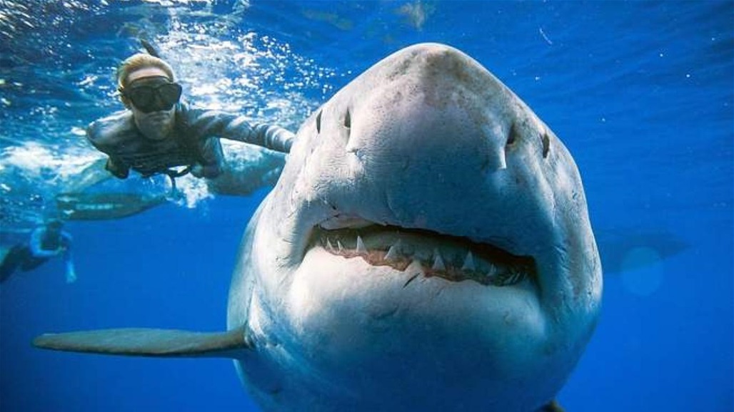 سمكة قرش تحول رحلة سياحية لمأساة في أستراليا