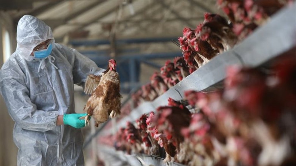 الصحة العالمية تدق ناقوس الخطر: الوضع المتعلق بإنفلونزا الطيور مقلق