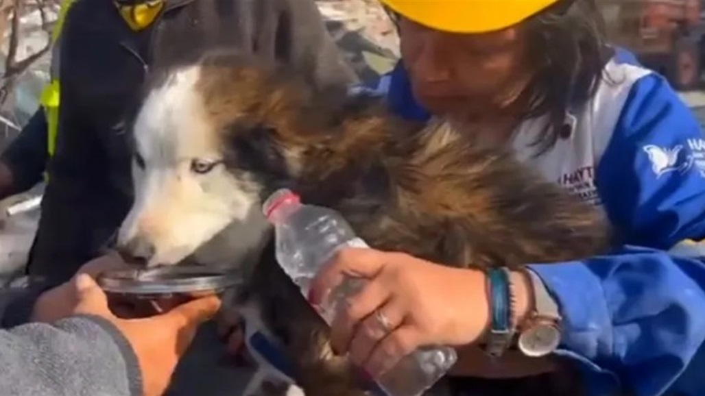 بعد 23 يوما.. انقاذ كلب من تحت أنقاض الزلزال المدمر في تركيا