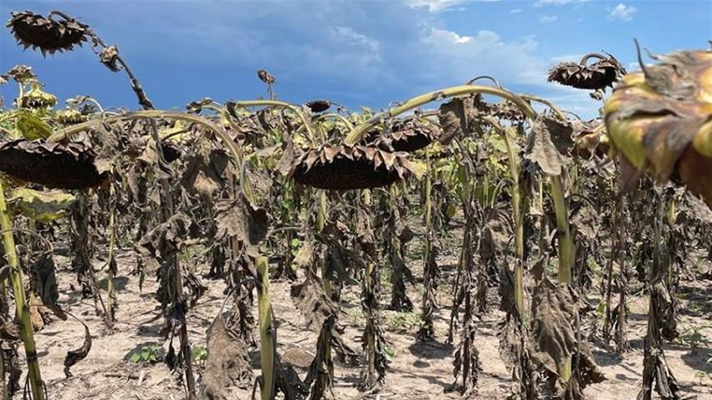 20 مليار دولار خسائر.. كارثة مناخية تضرب الزراعة بالأرجنتين