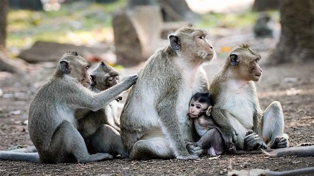نهاية مأساوية لسيدة مسنة هاجمتها القرود داخل منزلها في الهند
