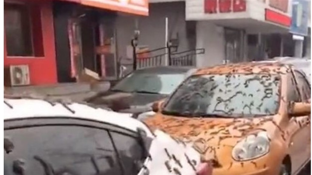 عاصفة مطرية من الديدان تضرب بكين