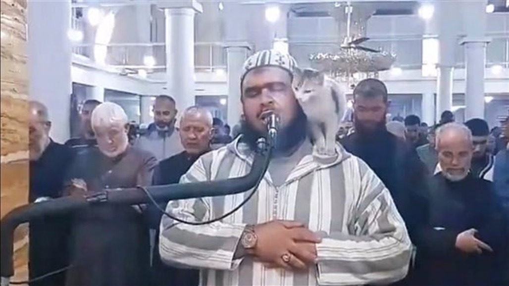 قط يتسلق كتف إمام أثناء الصلاة (فيديو)