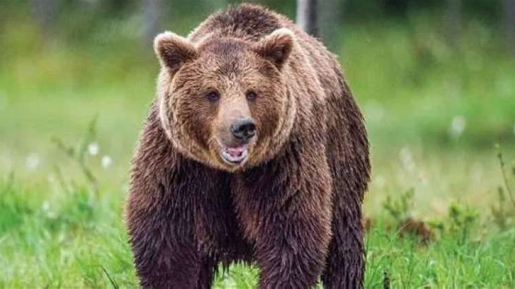 إيطاليا.. دب يقتل شاباً خلال ممارسته الرياضة